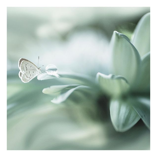 Bilder auf Hartschaumplatte Schmetterling und Tautropfen in Pastellgrün