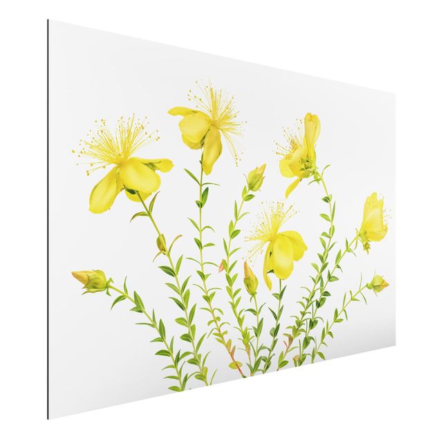 Schöne Wandbilder Johanniskraut in voller Blüte