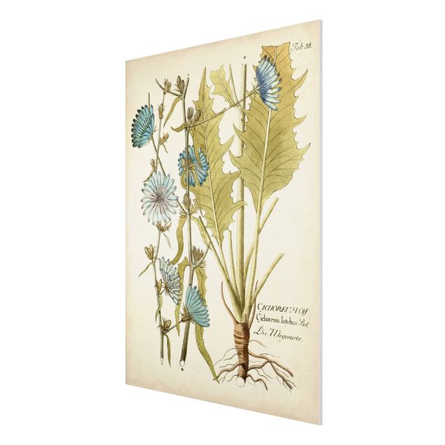 Forex Fine Art Print - Vintage Botanik in Blau Wegwarte - Hochformat 4:3