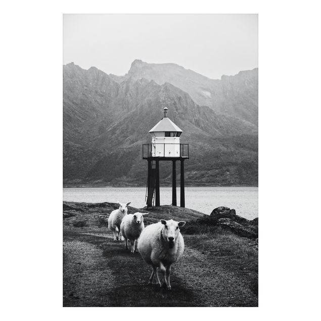 Bilder für die Wand Drei Schafe auf den Lofoten
