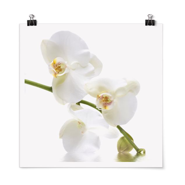 Poster bestellen White Orchid Waters