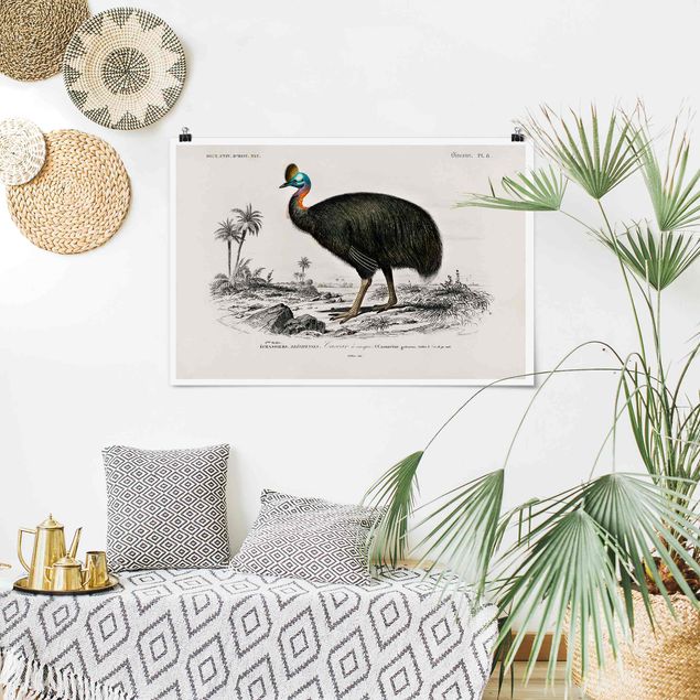 Poster Illustration Vintage Lehrtafel Emu