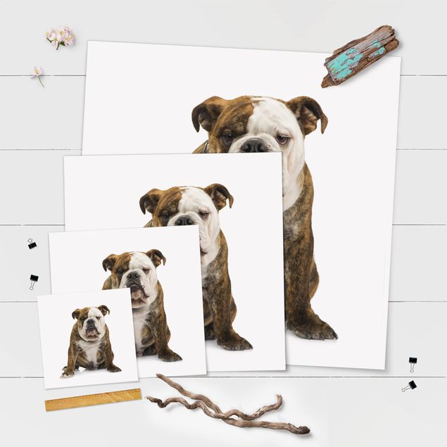 Poster - Bulldogge - Quadrat 1:1