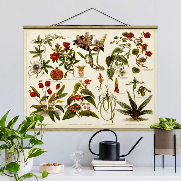 Schöne Wandbilder Vintage Lehrtafel Tropische Botanik II