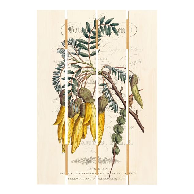Holzbilder Botanisches Tableau - Schnurbaum
