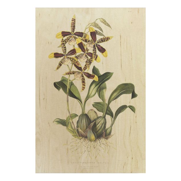 Holzbilder Vintage Maxim Gauci - Orchidee II