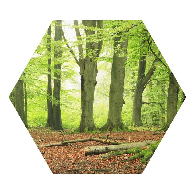 Hexagon Bild Forex - Mighty Beech Trees