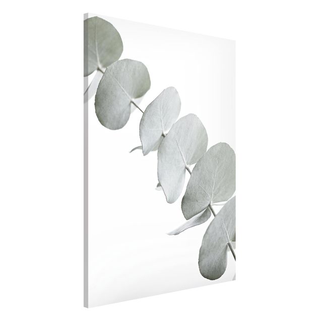 Magnettafel Büro Eukalyptuszweig im Weißen Licht