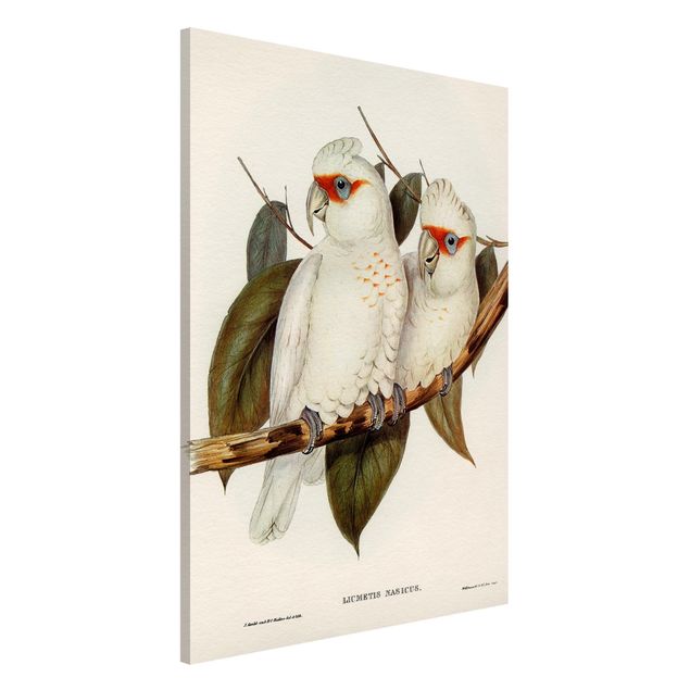 Wandbilder Tiere Vintage Illustration Weißer Kakadu