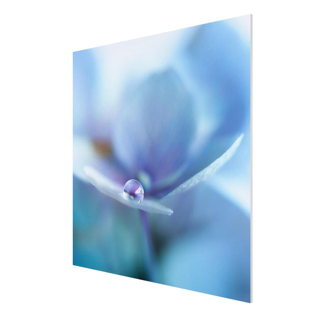 Forex Fine Art Print - Wassertropfen Hortensienblüte - Quadrat 1:1