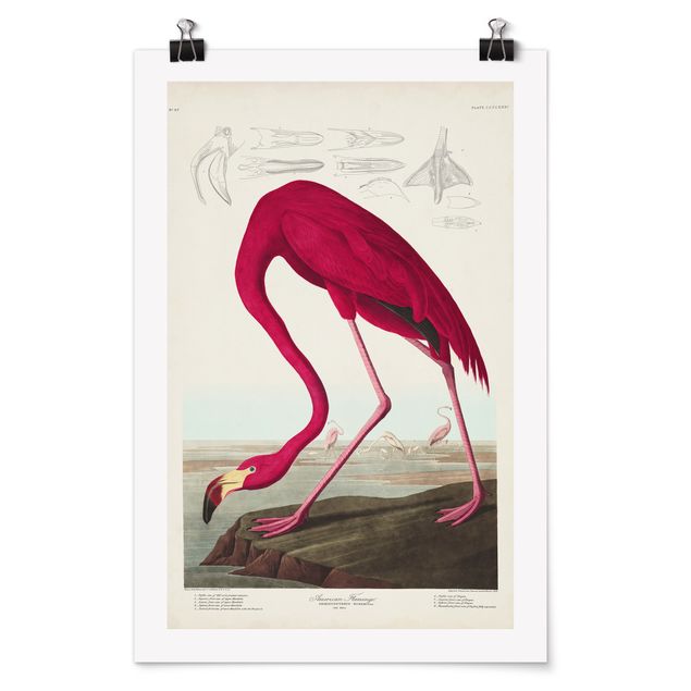 Vintage Poster Vintage Lehrtafel Amerikanischer Flamingo