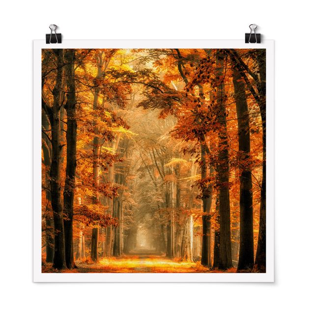 Poster - Märchenwald im Herbst - Quadrat 1:1