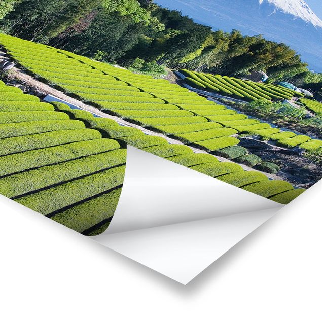 Poster - Teefelder vor dem Fuji - Quadrat 1:1