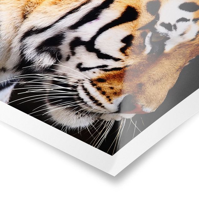 Poster - Tiger Schönheit - Quadrat 1:1
