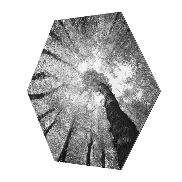Hexagon Bild Alu-Dibond - Bäume des Lebens II