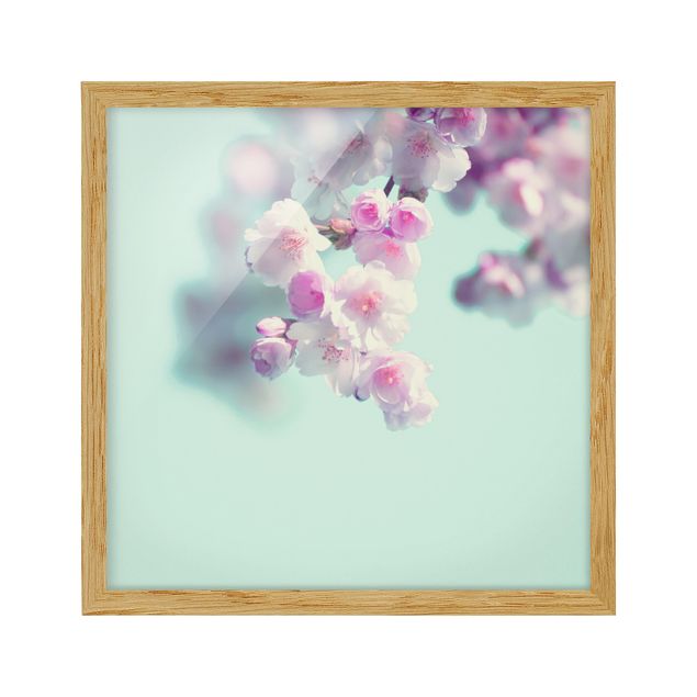 Bild mit Rahmen - Farbenfrohe Kirschblüten - Quadrat