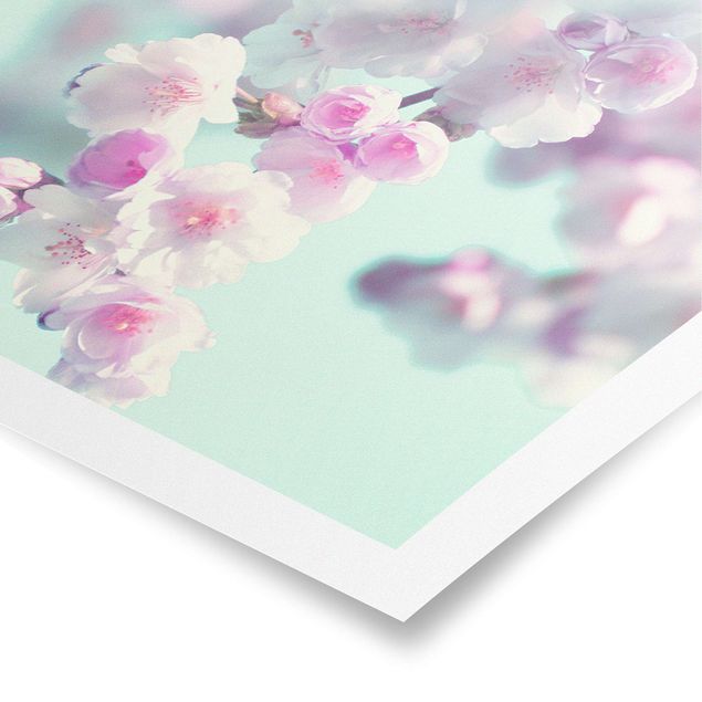 Poster - Farbenfrohe Kirschblüten - Querformat 4:3