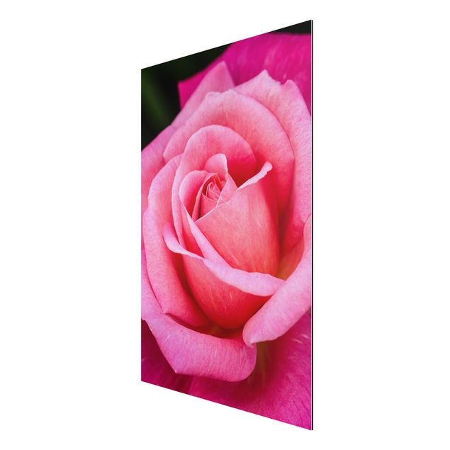 Aluminium Print gebürstet - Pinke Rosenblüte vor Grün - Hochformat 3:2