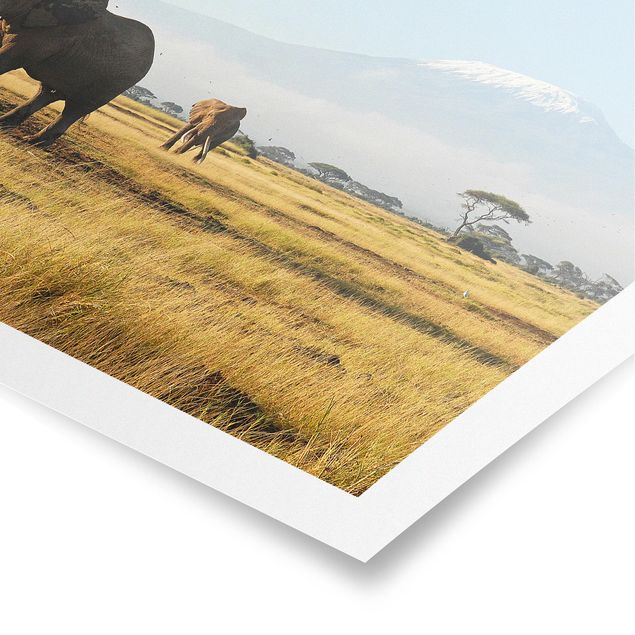 Poster bestellen Elefanten vor dem Kilimanjaro in Kenia
