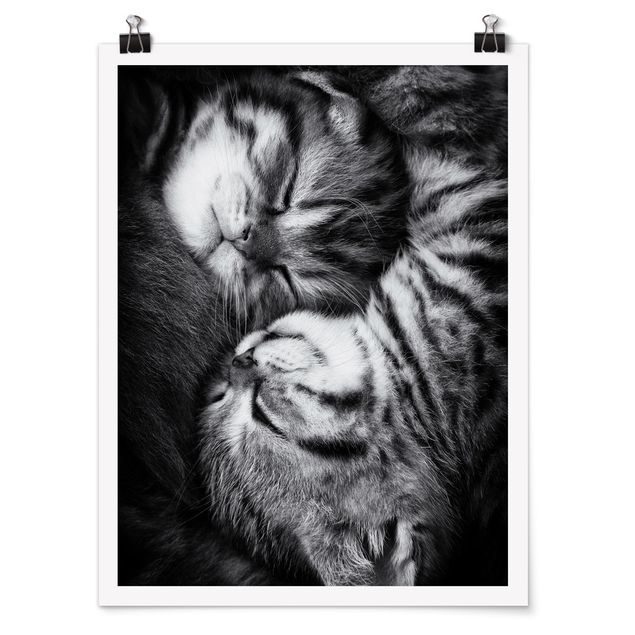 Poster Tiere Zwei Kätzchen