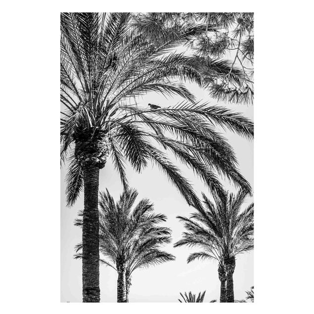 Magnettafel Blumen Palmen im Sonnenuntergang Schwarz-Weiß