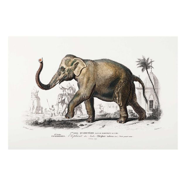 Bilder für die Wand Vintage Lehrtafel Elefant