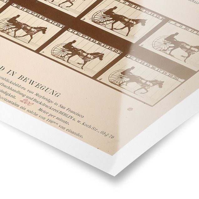 Poster - Eadweard Muybridge - Das Pferd in Bewegung - Querformat 2:3