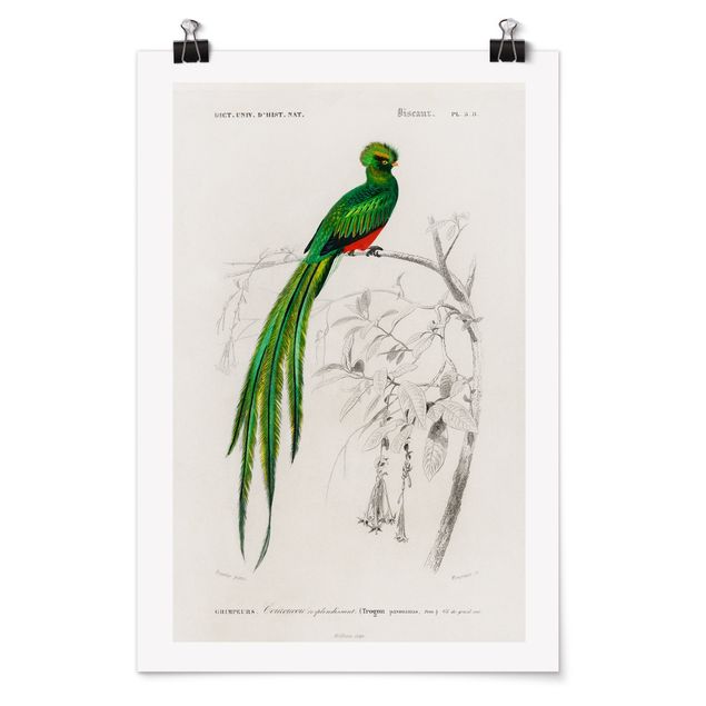 Poster Vintage Vintage Lehrtafel Tropischer Vogel I