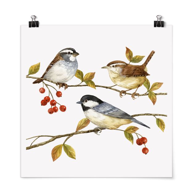 Poster - Vögel und Beeren - Meisen - Quadrat 1:1