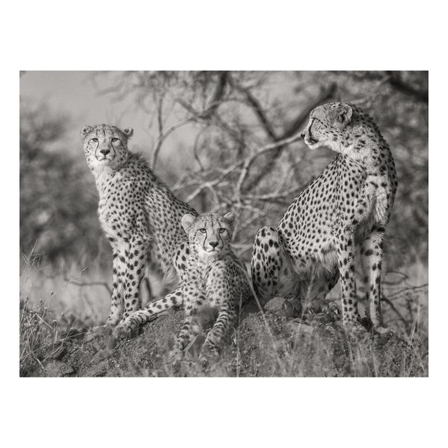 Bilder auf Hartschaumplatte Drei Geparden