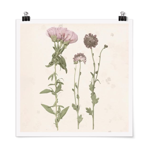 Poster - Herbarium in rosa III - Quadrat 1:1