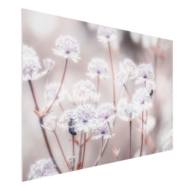 Foto auf Hartschaumplatte Federleichte Wildblumen