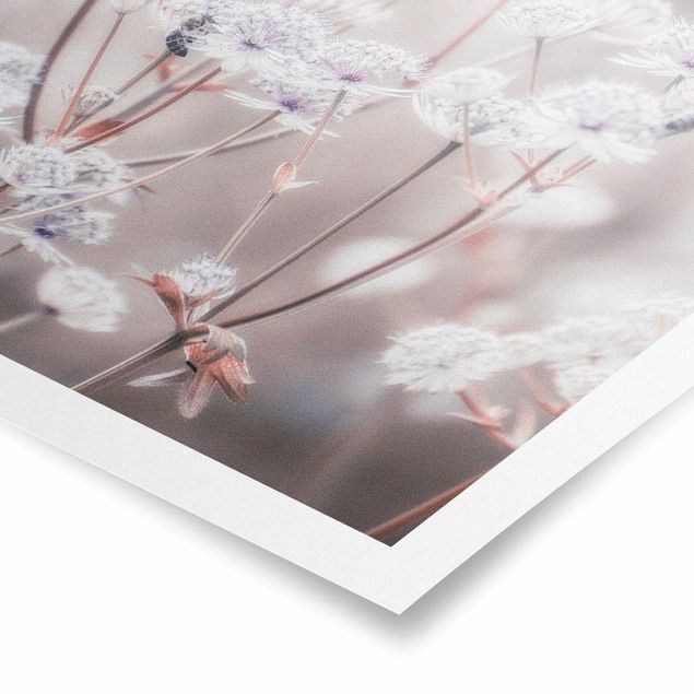 Poster - Federleichte Wildblumen - Quadrat 1:1
