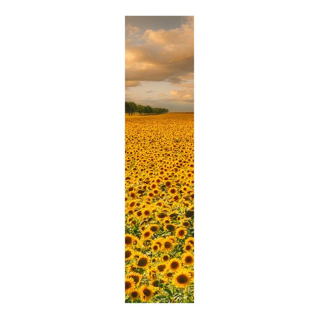 Schiebegardinen mit Motiv 3-teilig Feld mit Sonnenblumen