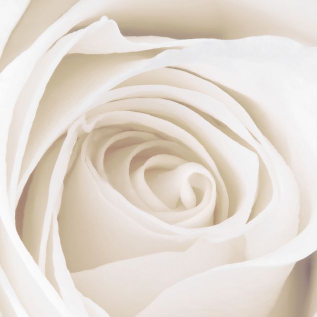 Fensterfolie Wohnzimmer Pretty White Rose