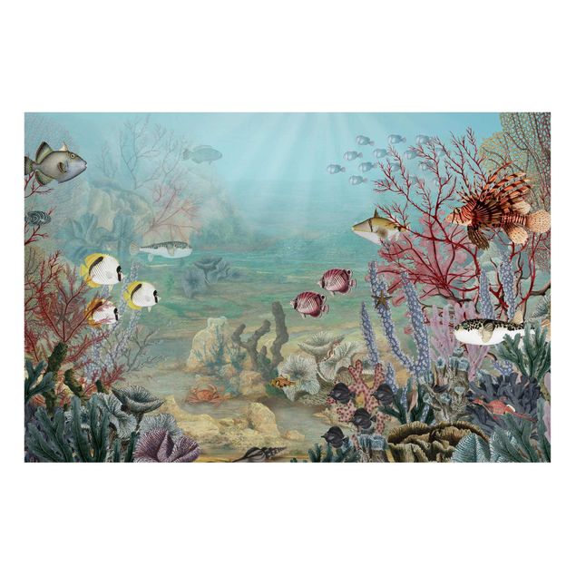 Wandbilder Tiere Fernblick im Korallenriff
