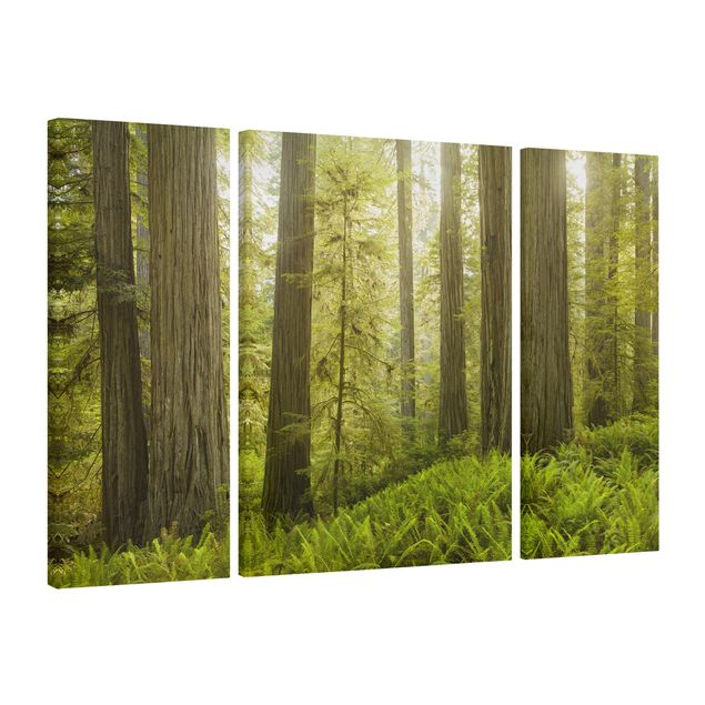 Moderne Leinwandbilder Wohnzimmer Redwood State Park Waldblick