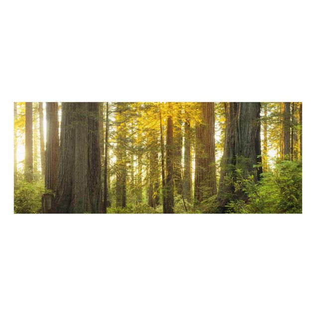 Glasbilder Redwood National Park