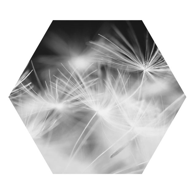 Hexagon Bild Alu-Dibond - Bewegte Pusteblumen Nahaufnahme auf schwarzem Hintergrund