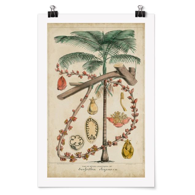 Retro Poster  Vintage Lehrtafel Exotische palmen II