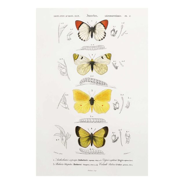 Glasbilder Vintage Lehrtafel Schmetterlinge II