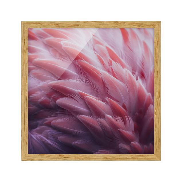 Bilder mit Rahmen Flamingofedern Close-up