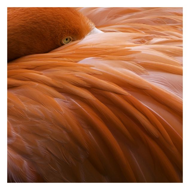 Fototapete - Flamingofedern