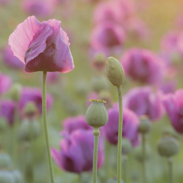 Fliesenbild - Violette Schlafmohn Blumenwiese im Frühling