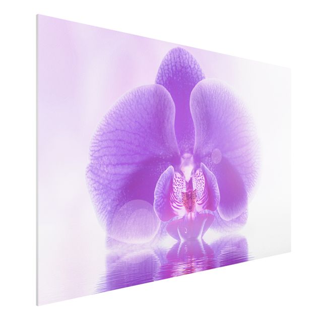 Forex Bilder Lila Orchidee auf Wasser