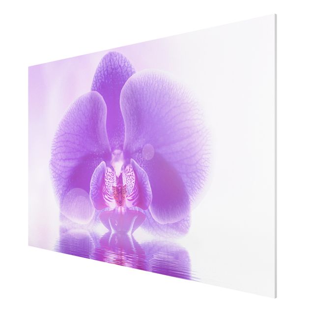 Forexbild - Lila Orchidee auf Wasser