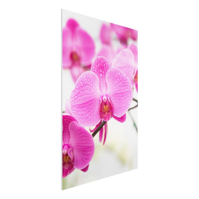 Foto auf Hartschaumplatte Nahaufnahme Orchidee