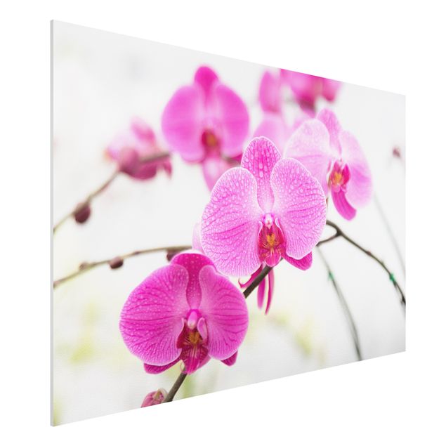 Foto auf Hartschaumplatte Nahaufnahme Orchidee