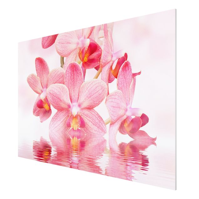 Forexbild - Rosa Orchideen auf Wasser