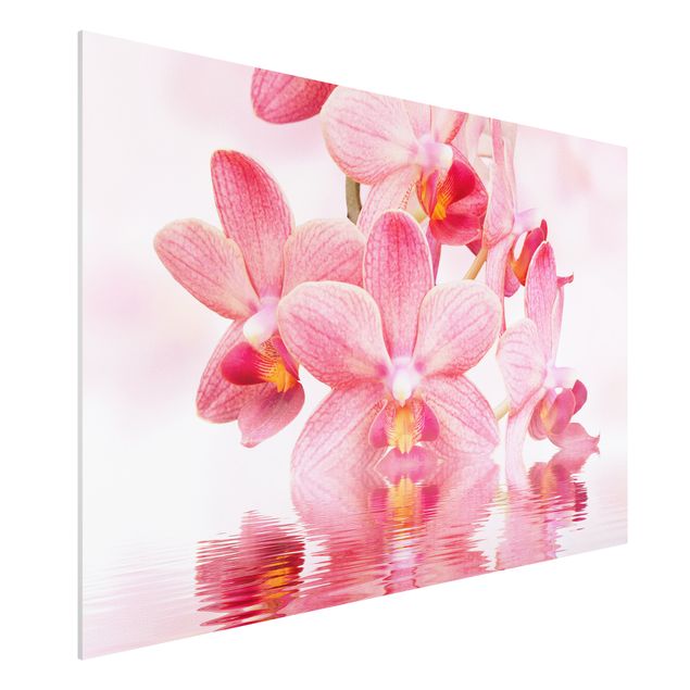 Bilder auf Hartschaumplatte Rosa Orchideen auf Wasser